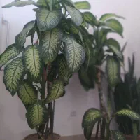 قلمه گل دیفن باغیا