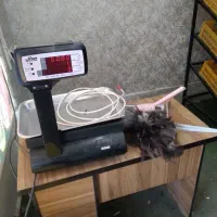 اجاره مغازه الواج خاقانی