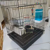 قفس عروس هلندی