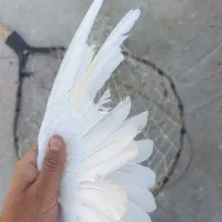 کبوتر|پرنده|یزد, |دیوار