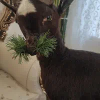 مجسمه|مجسمه، تندیس، ماکت|مشهد, آبکوه|دیوار