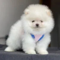 پامر خرسی سایز تیکاپ|سگ|تهران, سعادتآباد|دیوار