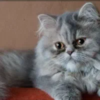 گربه های پرشین نر وماده بالغ.سفیدماده شناسنامه دار|گربه|شبستر, |دیوار