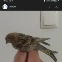 گلبسر بخون بخون