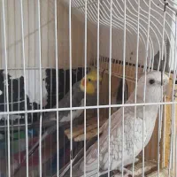 یک جفت عروس هلندی سخنگو