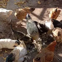 مرغ وخروس محلی|حیوانات مزرعه|بیرانوند, |دیوار