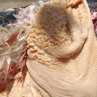 کله پاچه بز