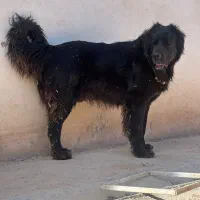 سگ سراب.پژدر..کائو.سنگین وزن