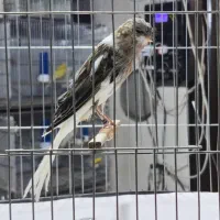 عرضه قناری نر و ماده و لوازم و ملزومات