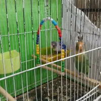 کوتوله برزیلی