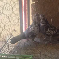 کفتر کله ماستی پرشی|پرنده|خمینی‌شهر, |دیوار