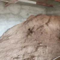 کاه نیشکر،باگاس