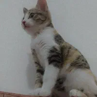 گربه گمشده|حیوانات|بهبهان, |دیوار