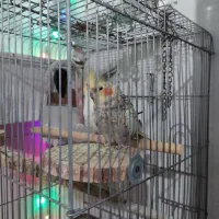 پرنده عروس هلندی|پرنده|پاکدشت, خاتون آباد|دیوار