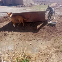 4عدد سگ نر  جوان