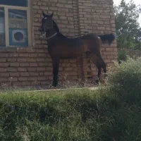 کره مادیان یک سالو نیمه