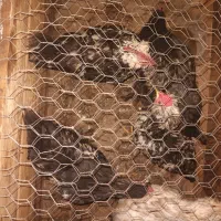 مرغ خوروس گلین
