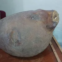 ماهی
