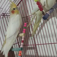 عروس هلندی گمشده لتگاه
