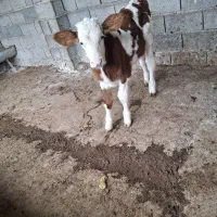 گوساله نر|حیوانات مزرعه|ساری, |دیوار