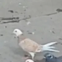 کبوتر پرنده