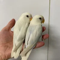 طوطی کوتوله برزیلی مارال یاسی جفت|پرنده|رشت, سعدی (تختی)|دیوار