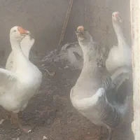 چند عدد غوغاز اصل|حیوانات مزرعه|بناب, |دیوار