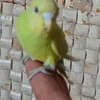 مرغ عشق سرامیکی|پرنده|ری, دیلمان|دیوار