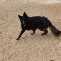 ژرمن بلک شولاین