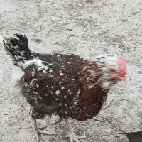 مرغ خروس گلین و تیمچه گلین ،جوجه یک ماهه و دوماهه|حیوانات مزرعه|تهران, سعیدآباد|دیوار