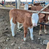 فروش انواع گوساله با نژاد بالا|حیوانات مزرعه|ری, شهرک نظامی|دیوار