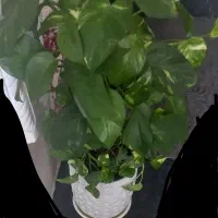 گل قیم دار