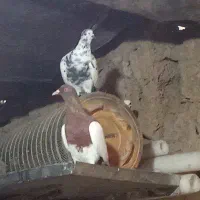 ۲تایهودی ۲تا طوقی