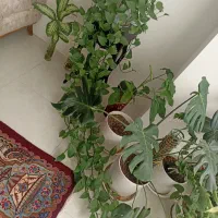 گل و گیاه اپارتمانی