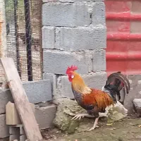 خروس محلی|حیوانات مزرعه|ساری, |دیوار