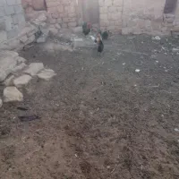 فروش شش عدد مرغ و خروس