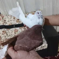 سلام|پرنده|کوهدشت, |دیوار