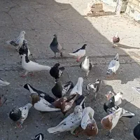 40 تا کفتر بوم