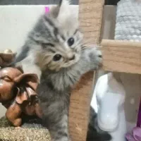 واگذاری بچه گربه های پرشین|گربه|آبادان, |دیوار