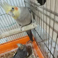 عروس هلندی|پرنده|میانه, |دیوار