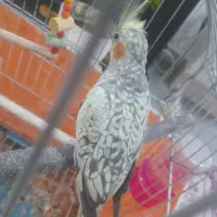 عروس هلندی|پرنده|سامان, |دیوار