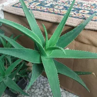 دیفن باخیا یوکا سانسوریا برگ انجیری کالانگو پتوس|گل و گیاه طبیعی|اسلامشهر, شهرک محمدیه|دیوار