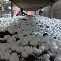 کارگر قارچ چین خانم