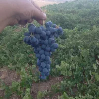 درجه یک|خوردنی و آشامیدنی|رامسر, |دیوار