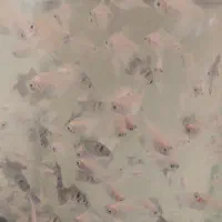 ماهی کالر یا ماهی خوراک