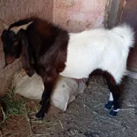 بز نر افغانی