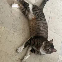 واگذاری گربه dsh ماده حمایتی|گربه|تهران, نارمک|دیوار