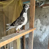 کبوتر پرشی|پرنده|قائمشهر, |دیوار