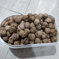 گردو درجه یک ومتوسط