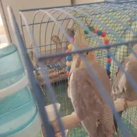 عروس هلندی هردو  ماده